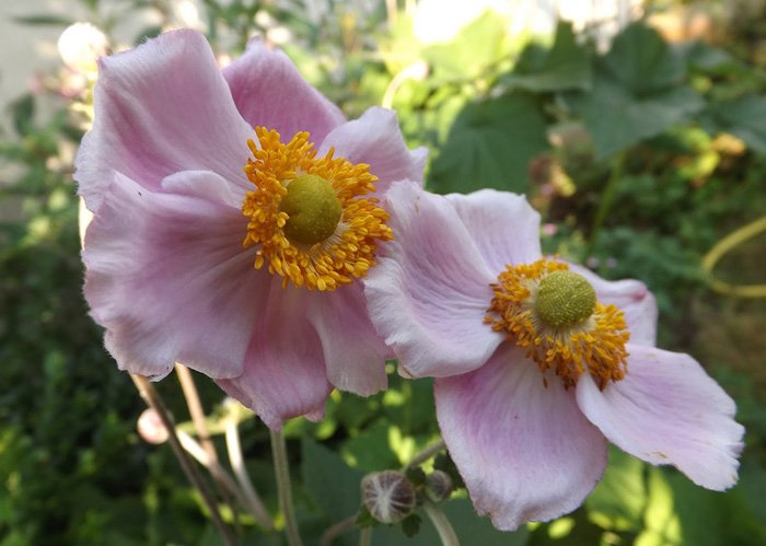 Превью изображения