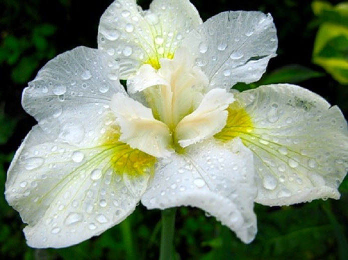 Превью изображения