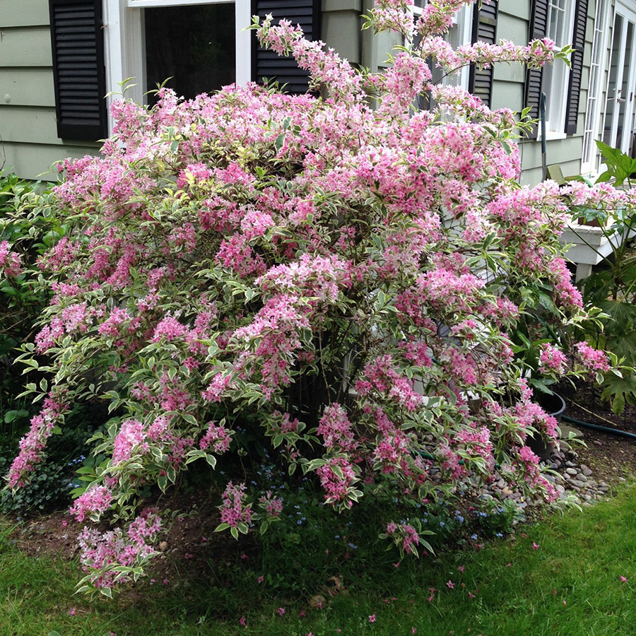 Превью изображения