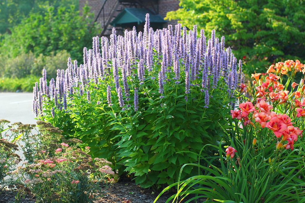 Превью изображения