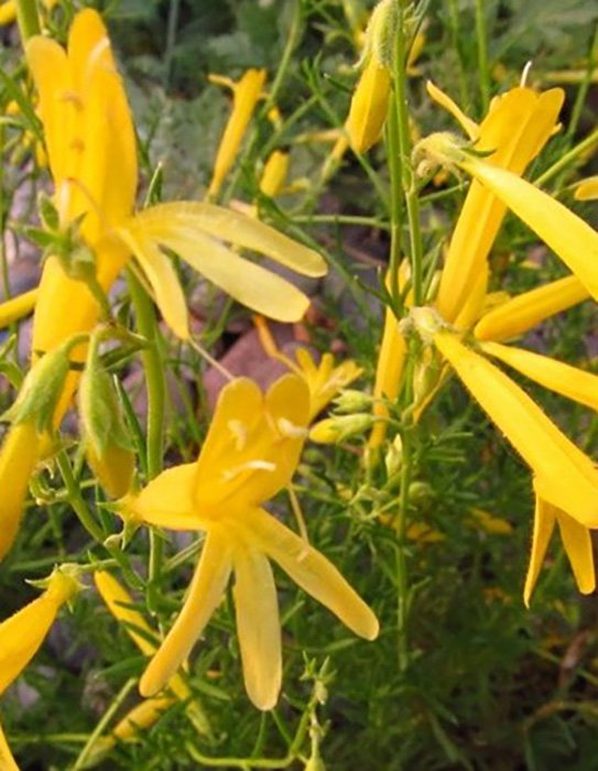 Превью изображения