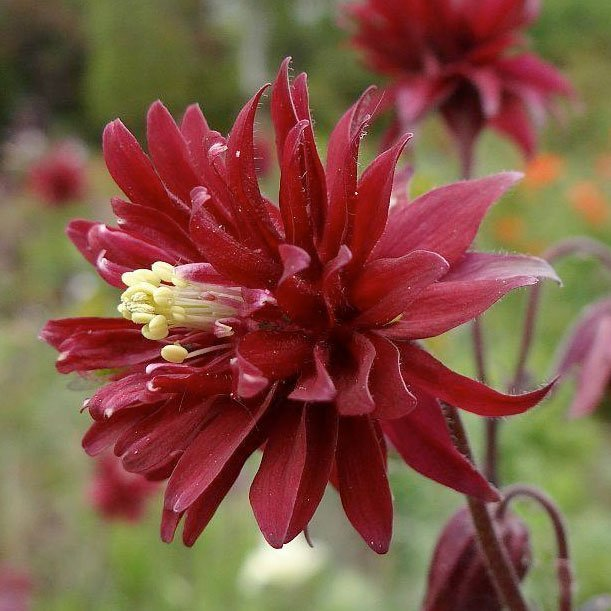 Превью изображения