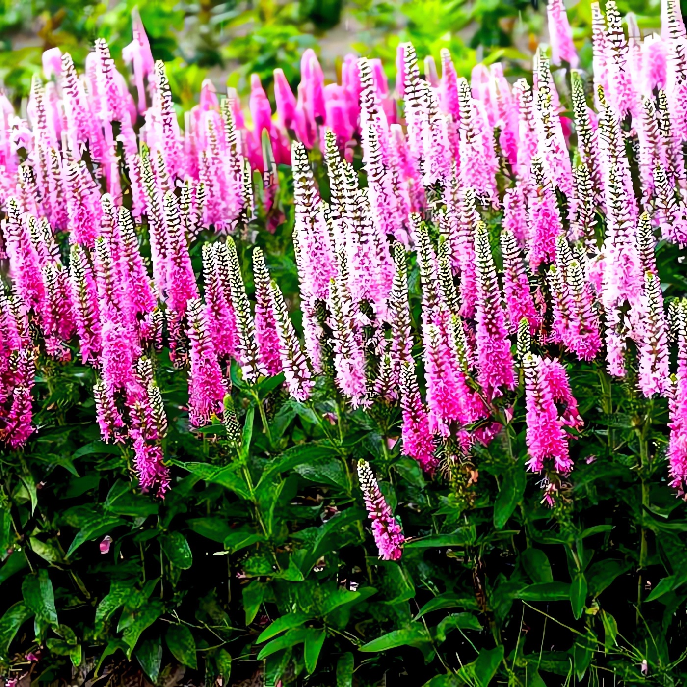 Превью изображения