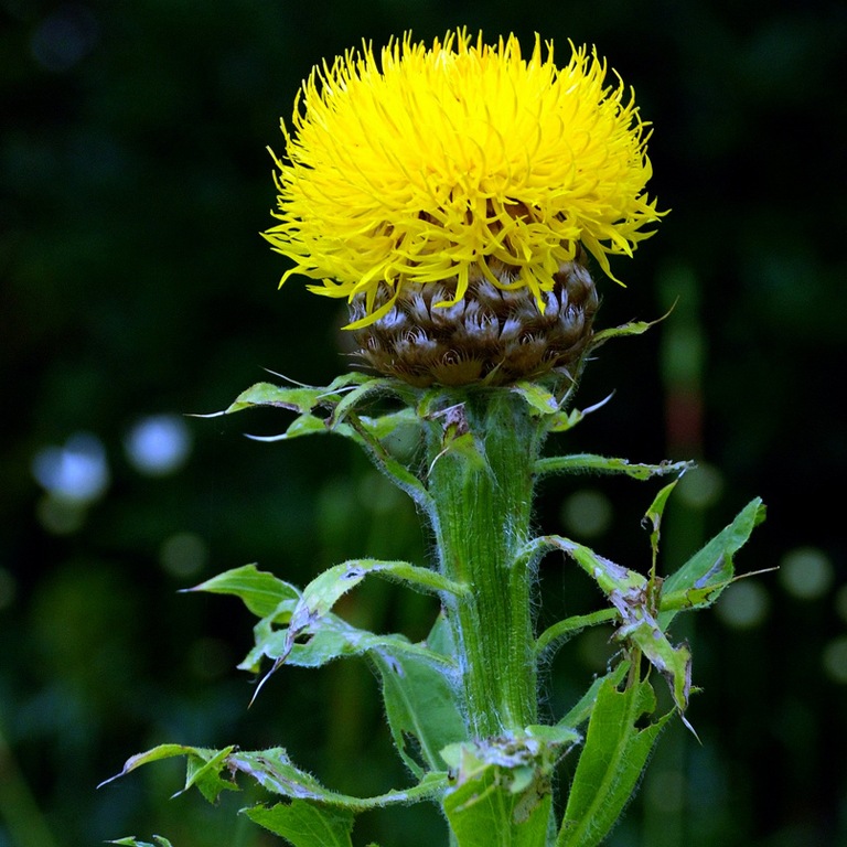 Превью изображения