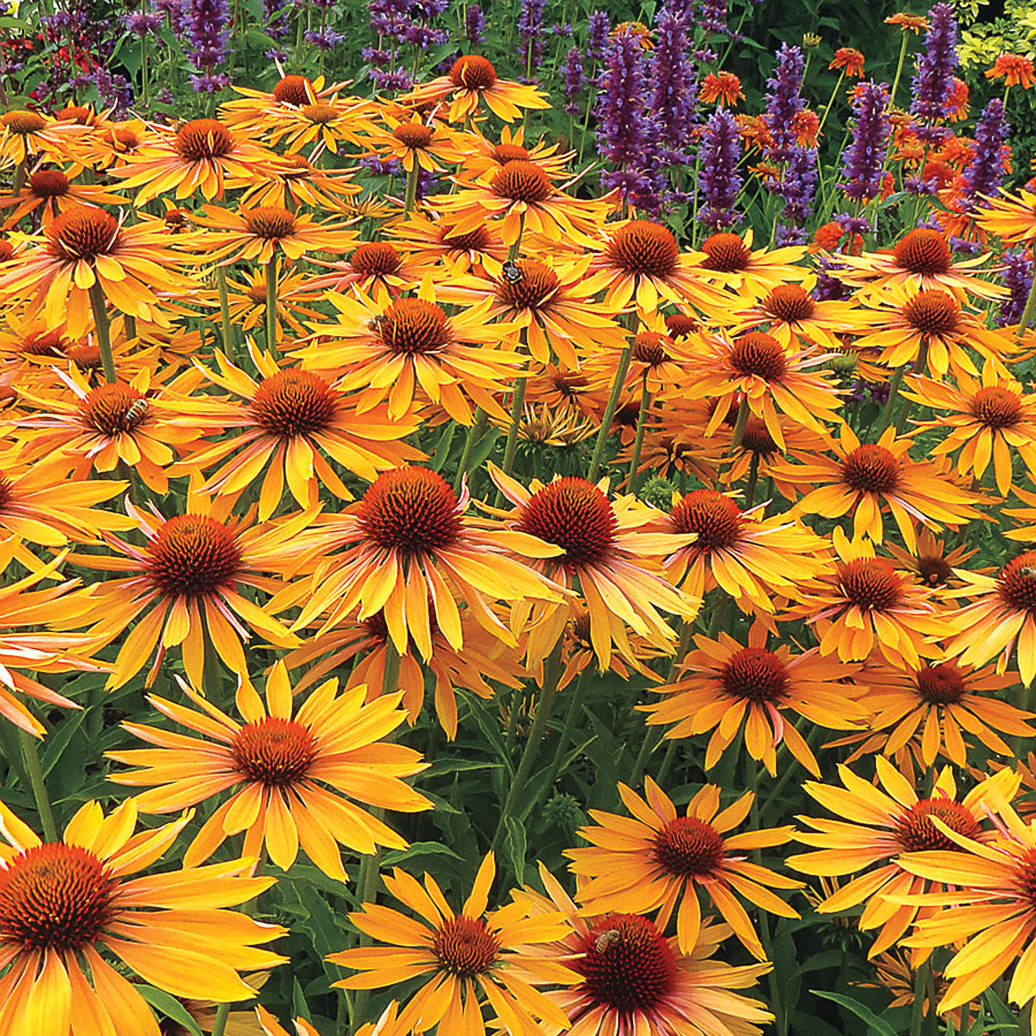 Превью изображения