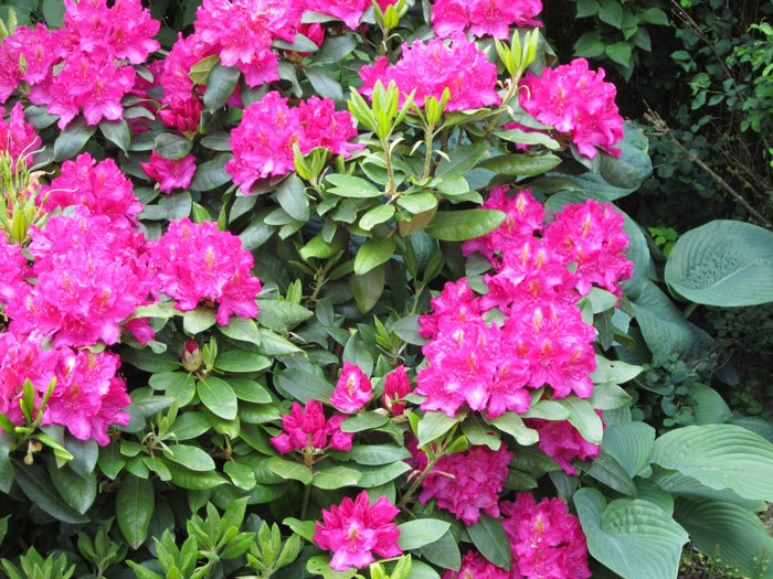 Превью изображения