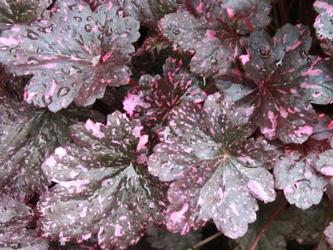 Превью изображения