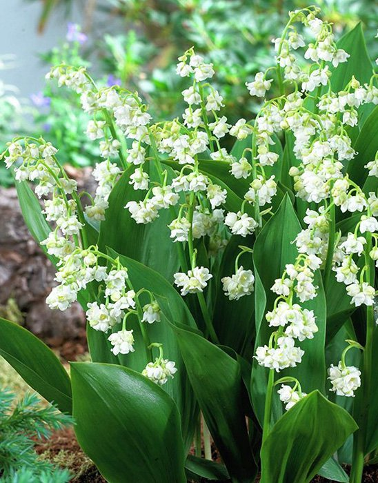 Превью изображения