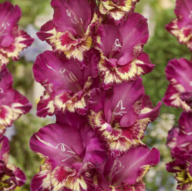 Превью изображения