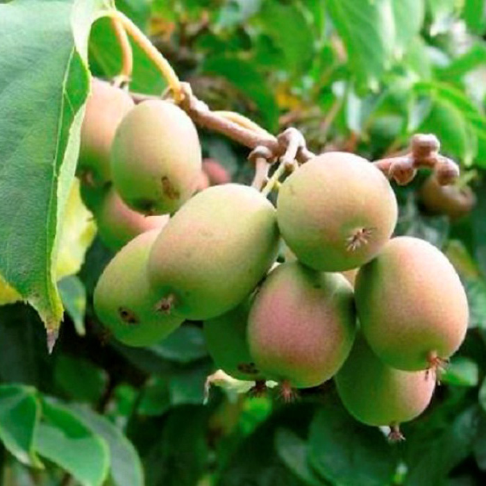 Превью изображения