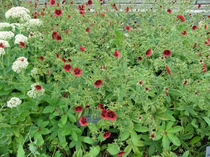 Превью изображения