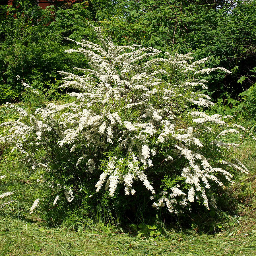 Превью изображения