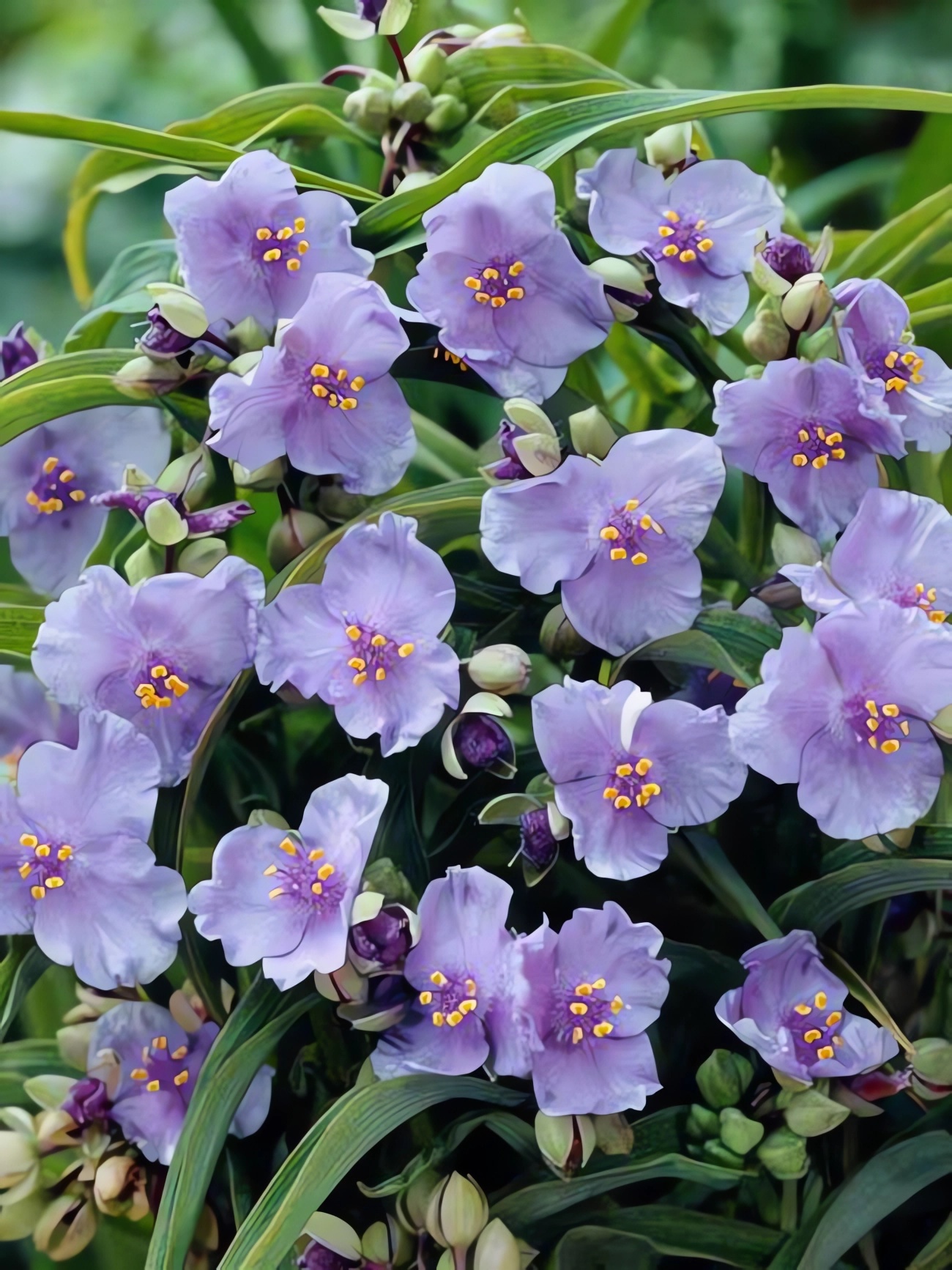 Превью изображения