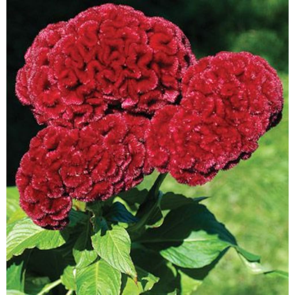 Превью изображения