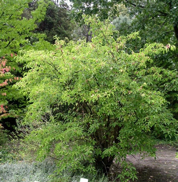 Превью изображения