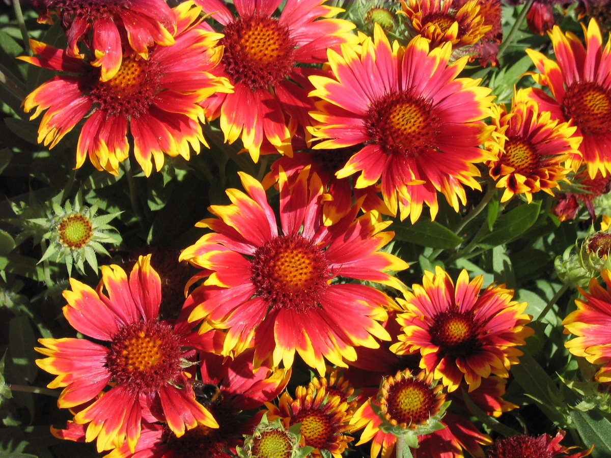 Превью изображения