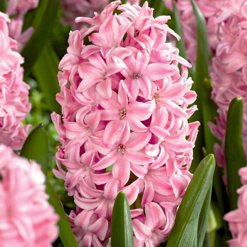 Превью изображения