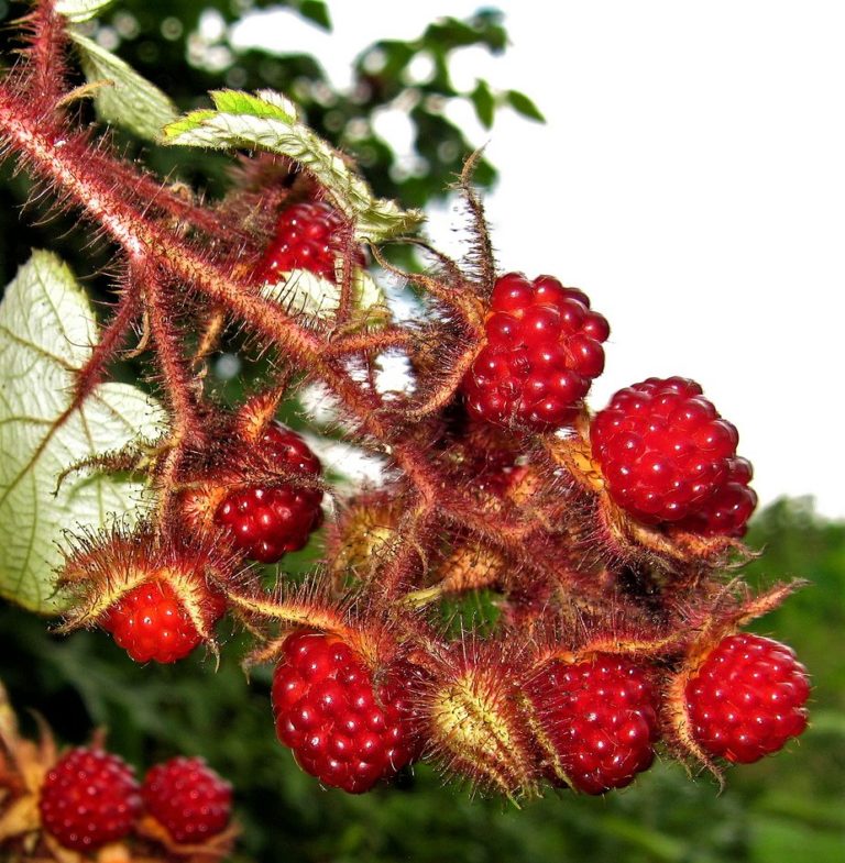 Превью изображения