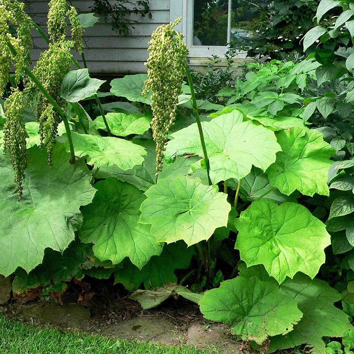 Превью изображения