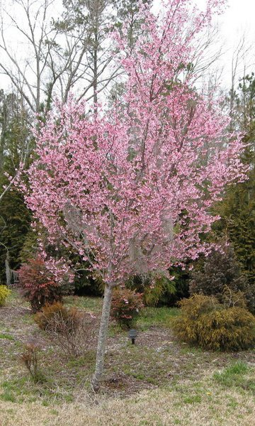 Превью изображения