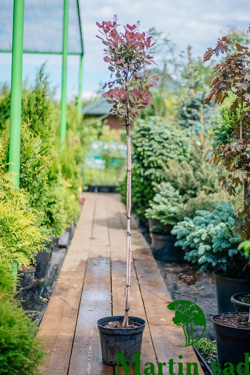 Превью изображения