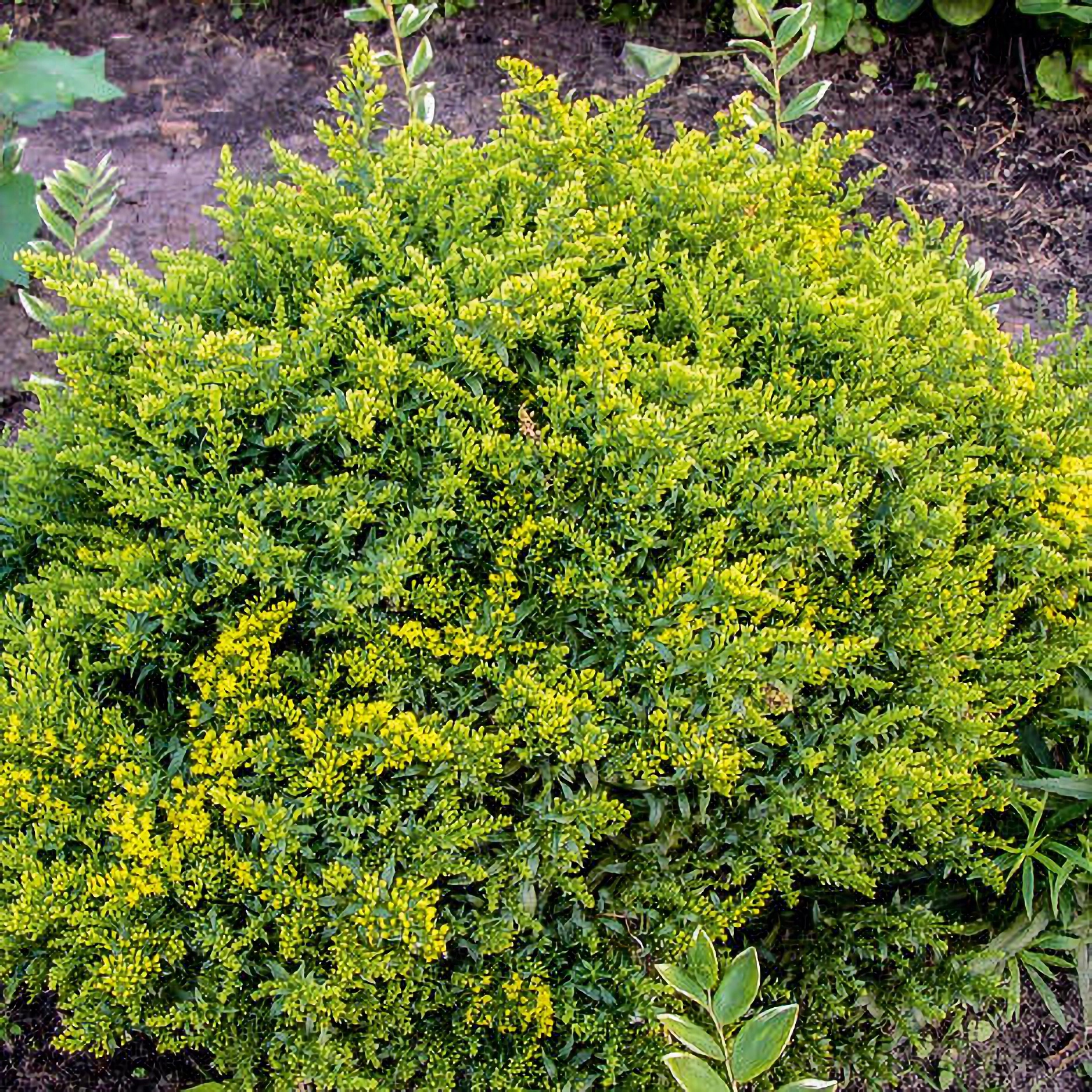 Превью изображения