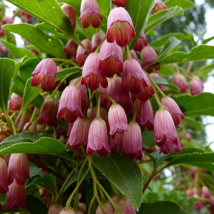 Превью изображения