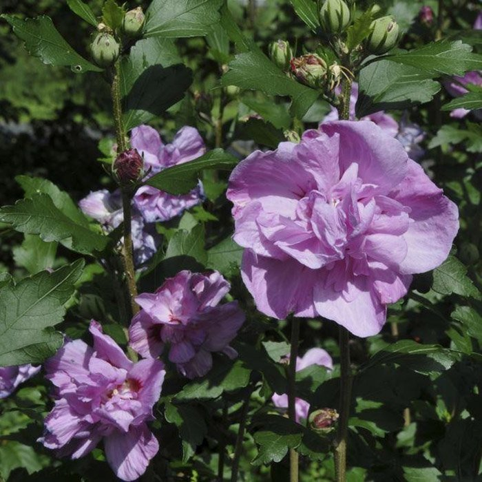 Превью изображения