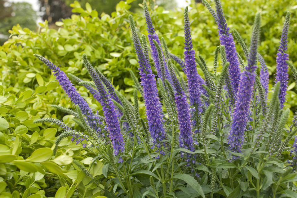 Превью изображения