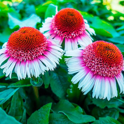 Превью изображения