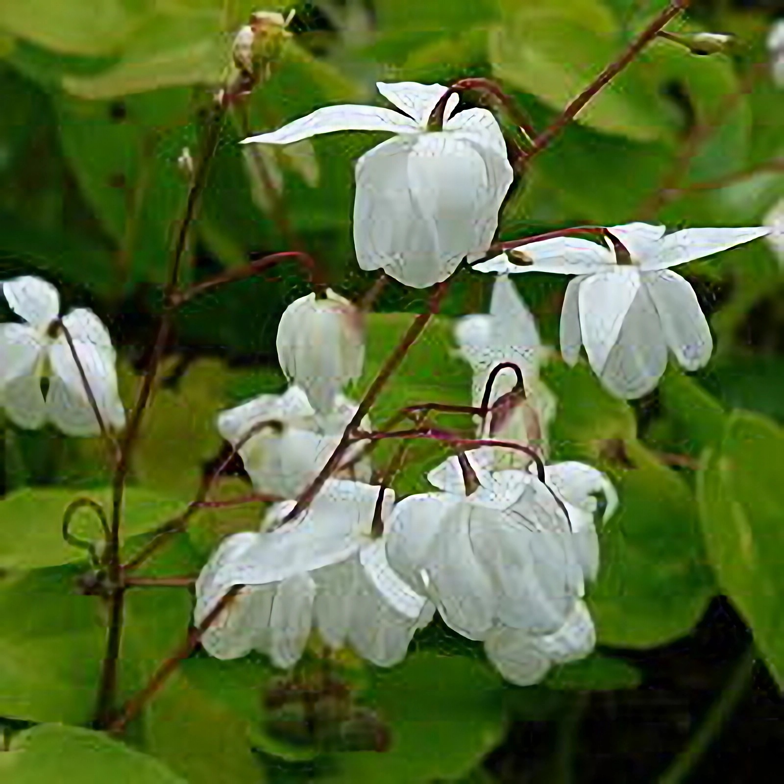 Превью изображения