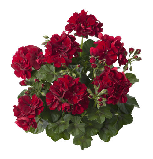 Превью изображения