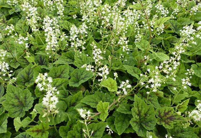 Превью изображения