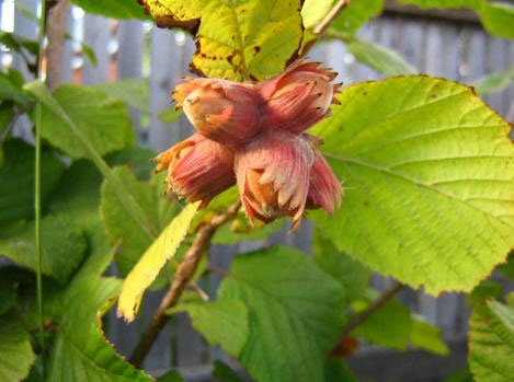 Превью изображения