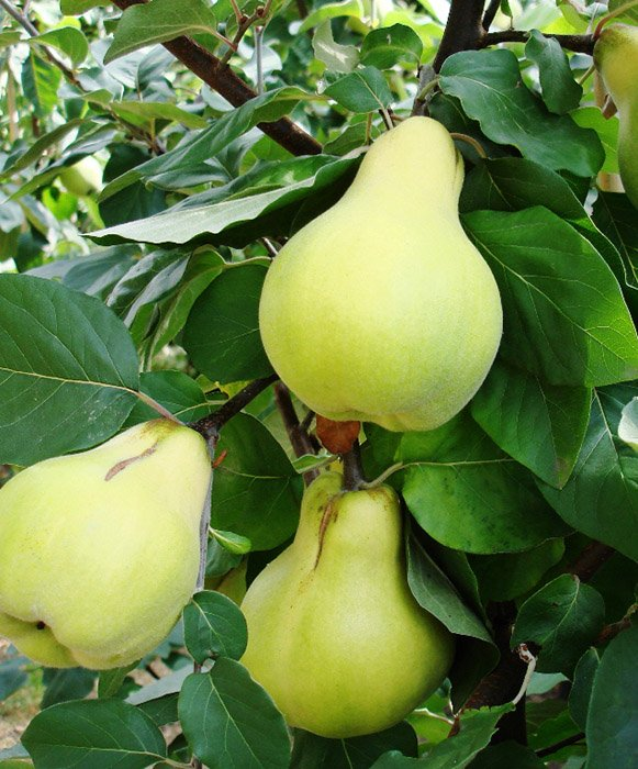 Превью изображения