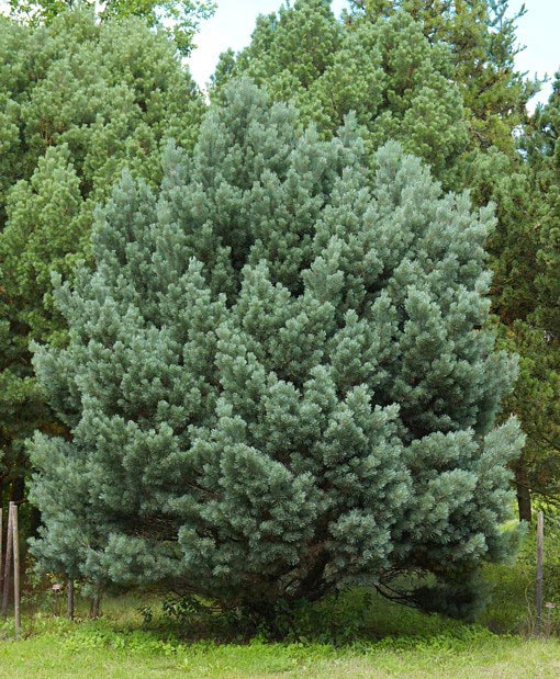 Превью изображения