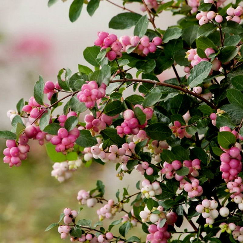 Превью изображения