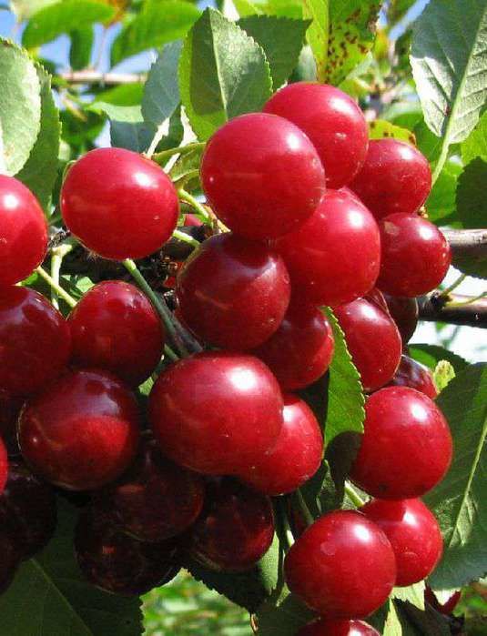 Превью изображения