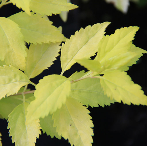 Превью изображения