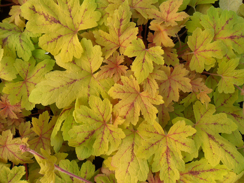 Превью изображения