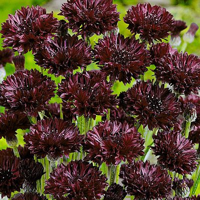 Превью изображения