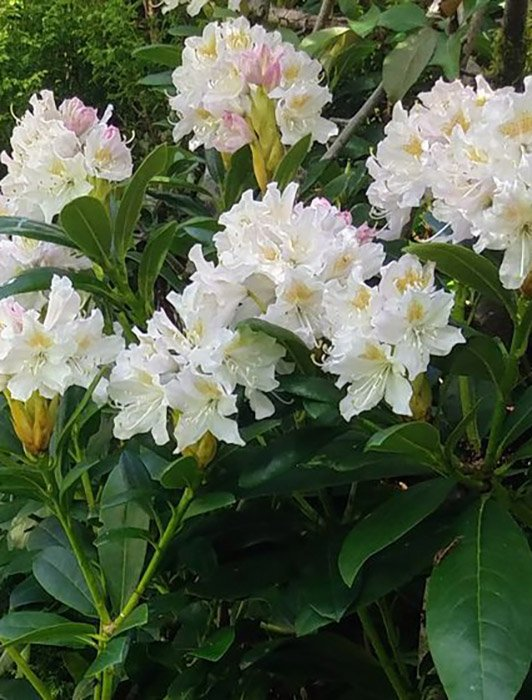 Превью изображения