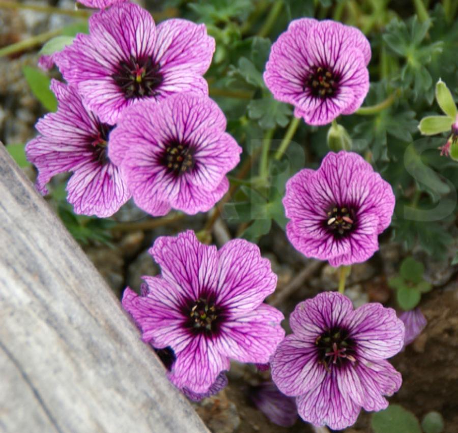 Превью изображения