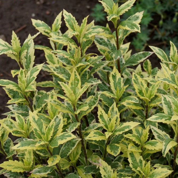 Превью изображения