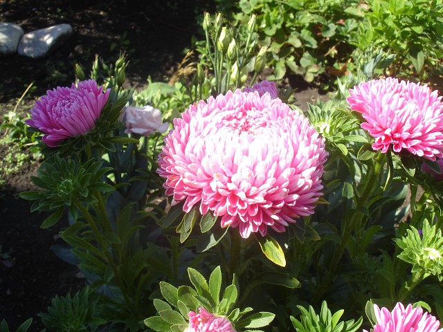 Превью изображения