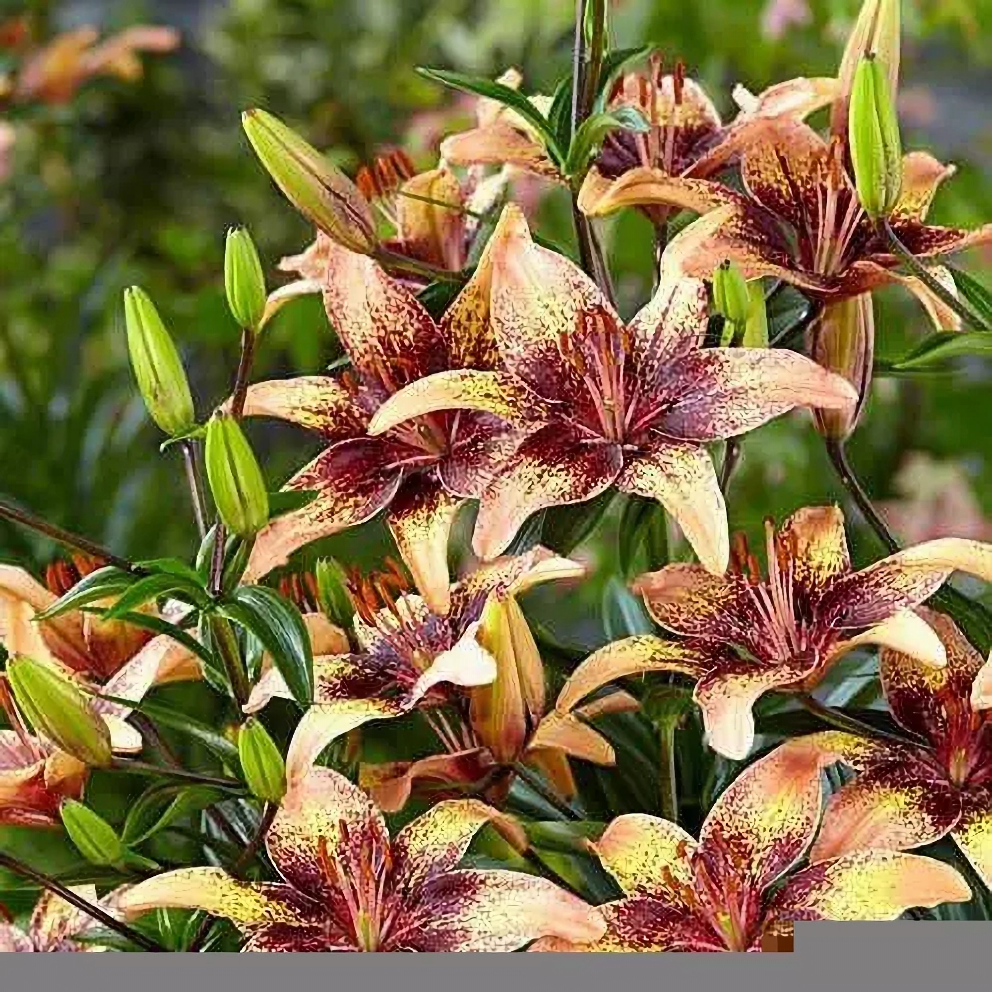 Превью изображения