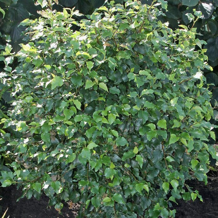 Превью изображения