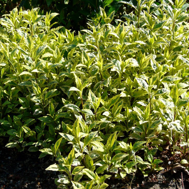 Превью изображения