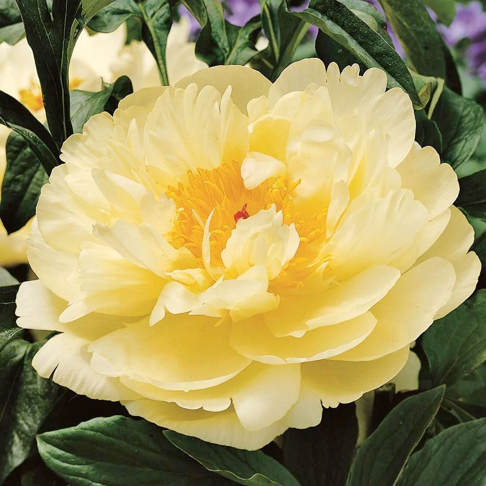 Превью изображения