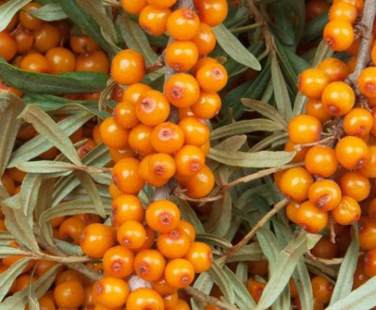 Превью изображения